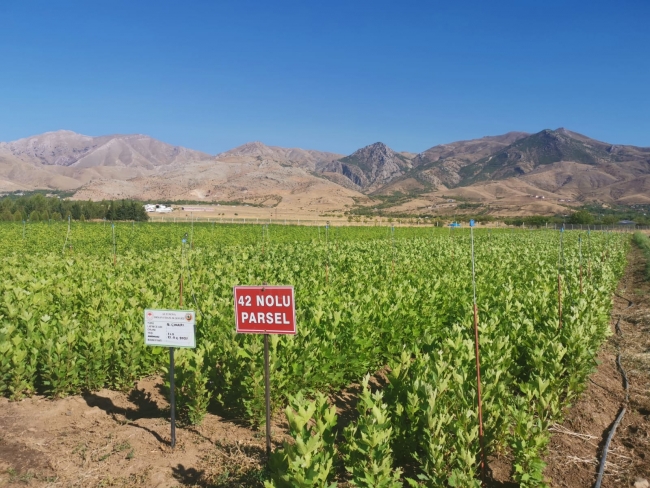 'Yeşil vatan' için 273 milyon fidan üretildi